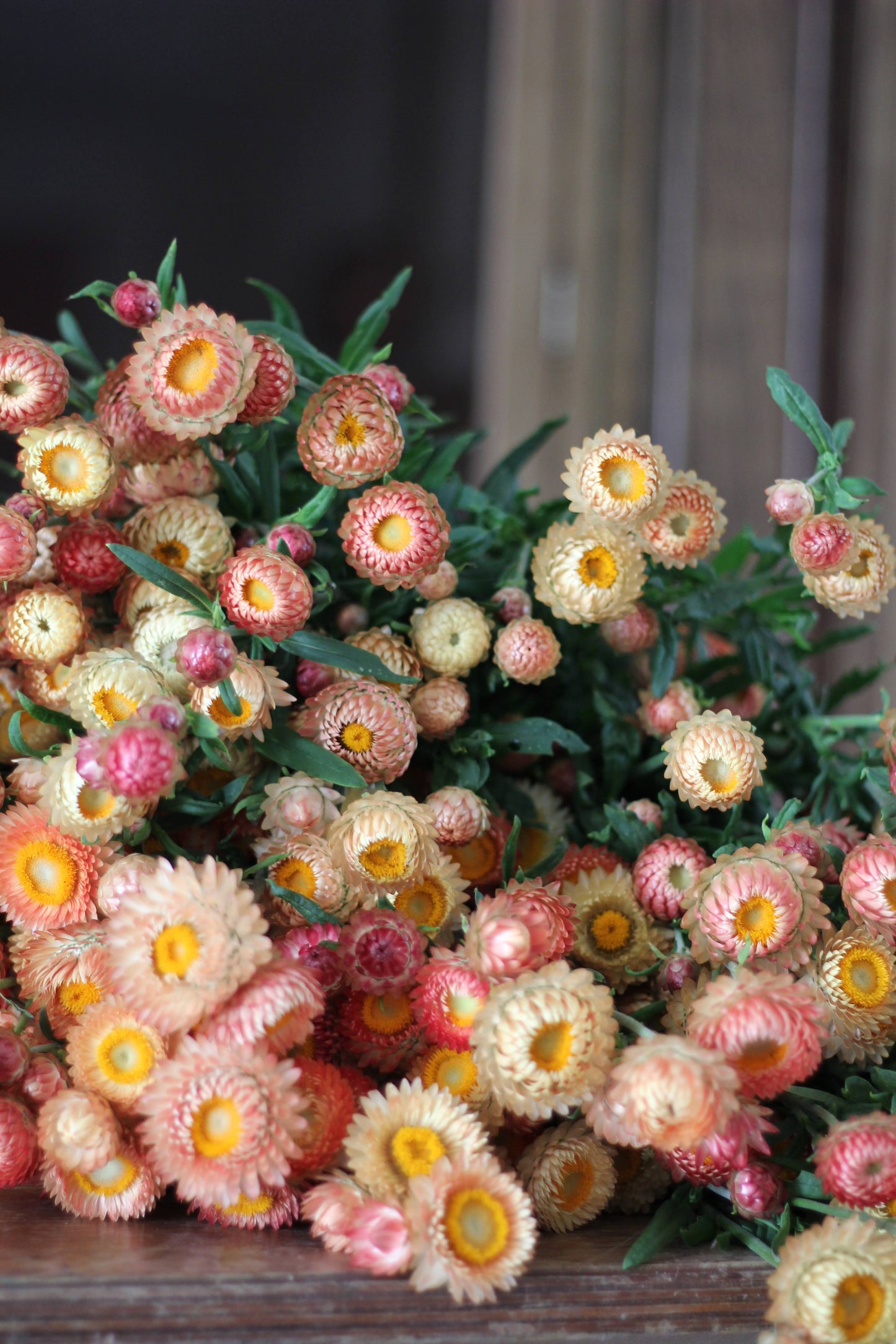 Strawflower Peach/Apricot - 3 Pack