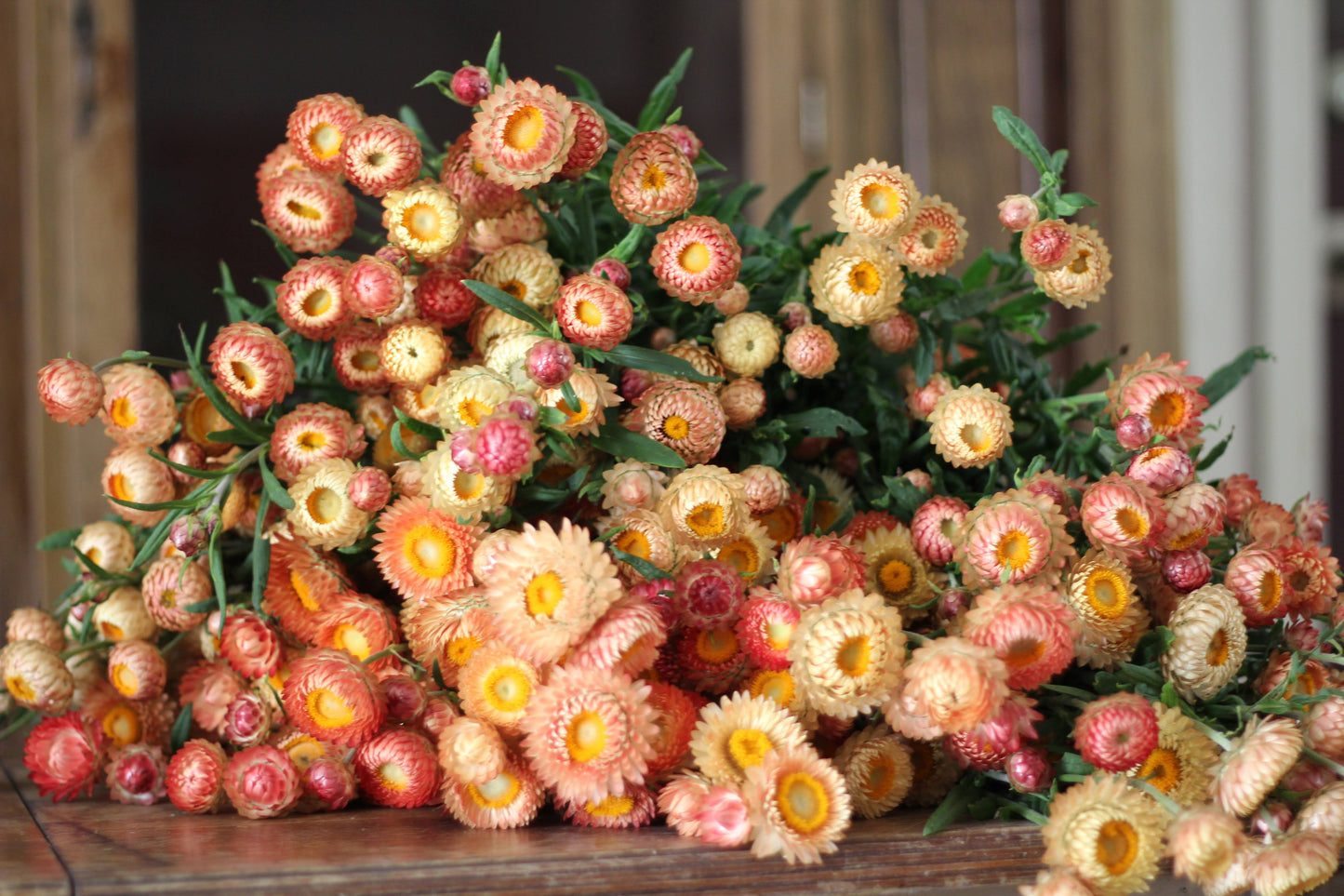 Strawflower Peach/Apricot - 3 Pack
