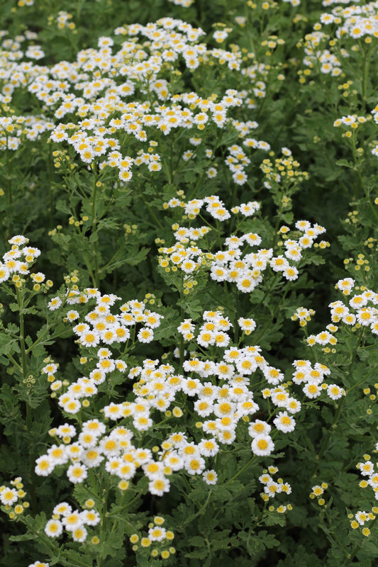 Feverfew Magic Single - 3 Pack