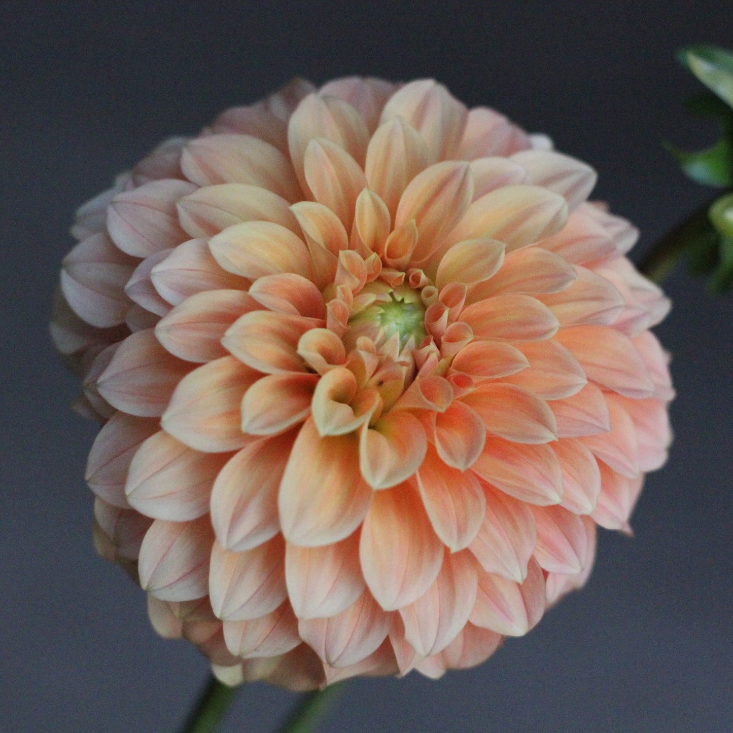 Dahlia Bracken Palomino