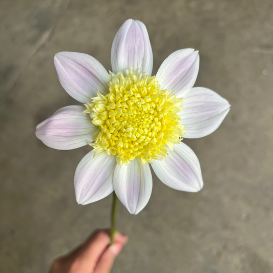 Dahlia Bloomquist Morris