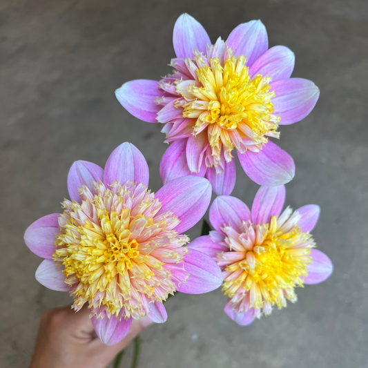 Dahlia Sandia Pouffe