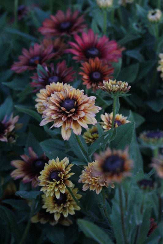 Rudbeckia Sahara - 3 Pack