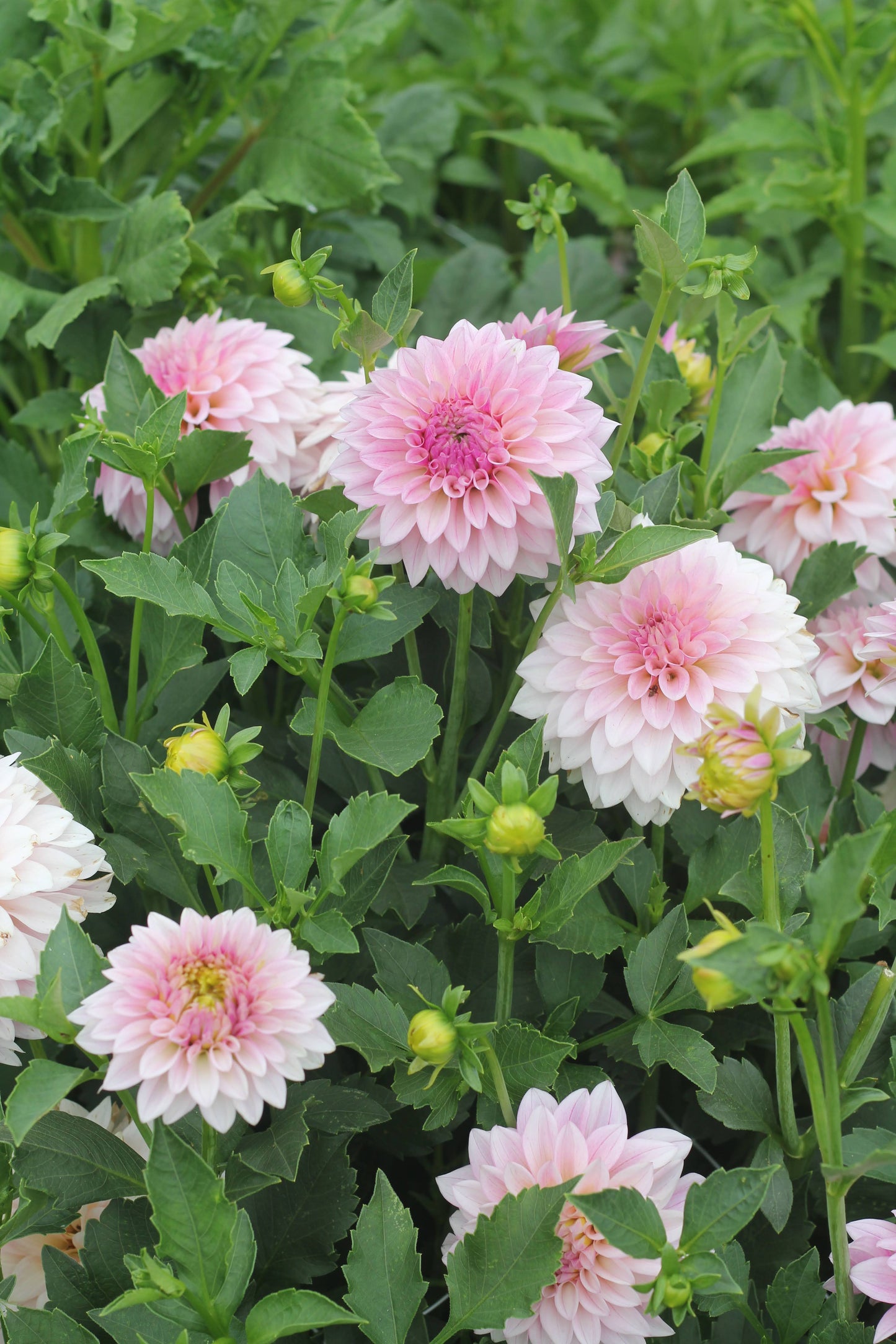 Dahlia KA's® Mocha Jake