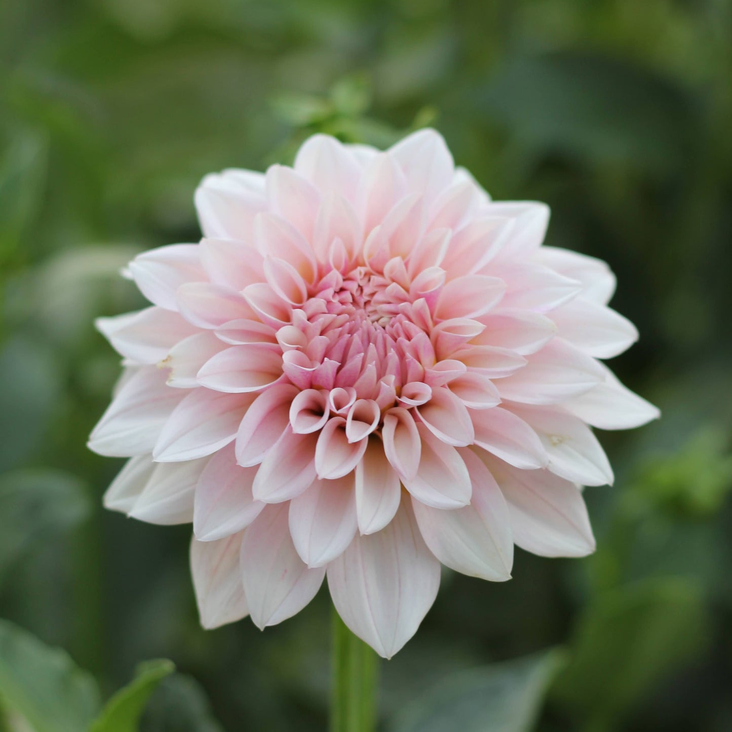 Dahlia KA's® Mocha Jake