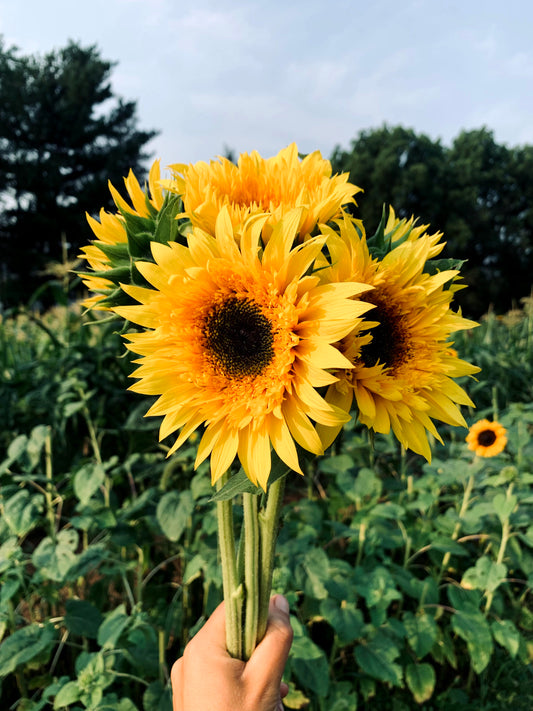 Sunflower Starburst Panache - 3 Pack