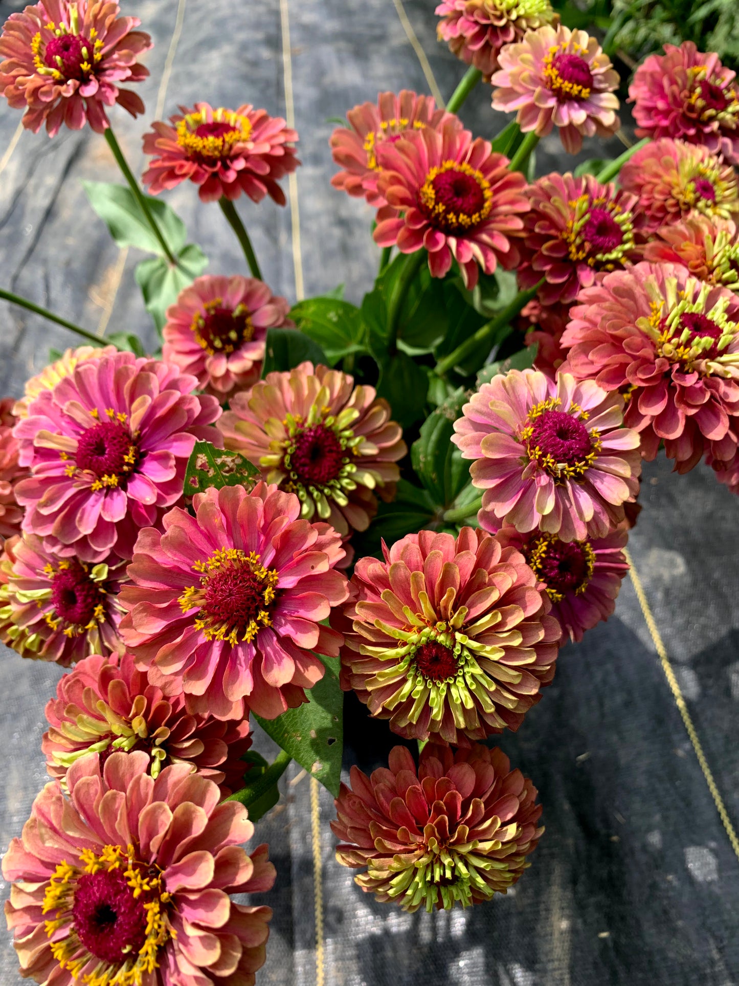 Zinnia Queeny Red Lime - 3 Pack
