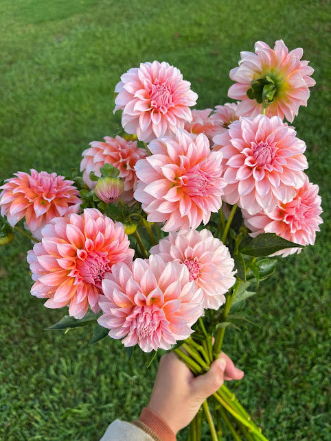 Dahlia Peaches n Cream