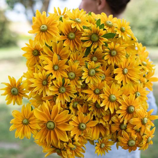 Rudbeckia Prairie Sun - 3 Pack
