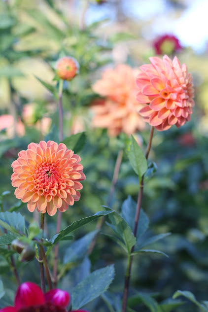 Dahlia Margie Day