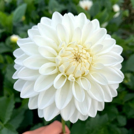 Dahlia Blizzard