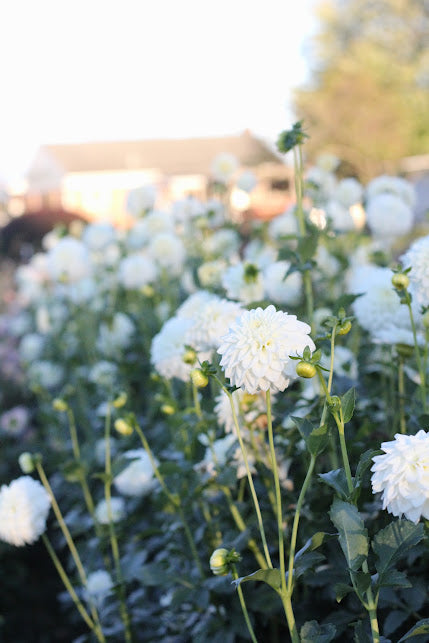 Dahlia Blizzard