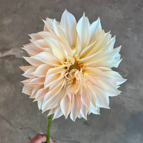 Dahlia Cafe au Lait