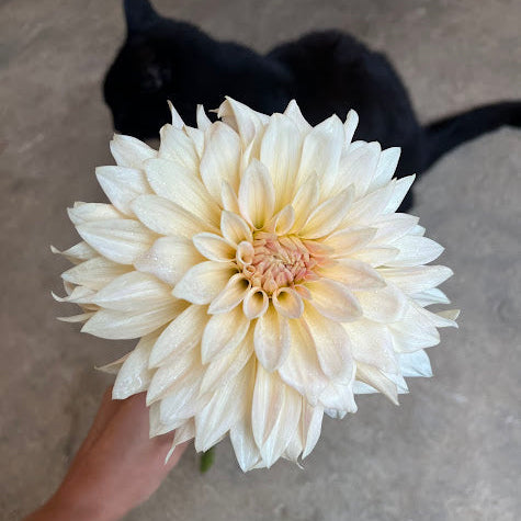 Dahlia Cafe au Lait Mini