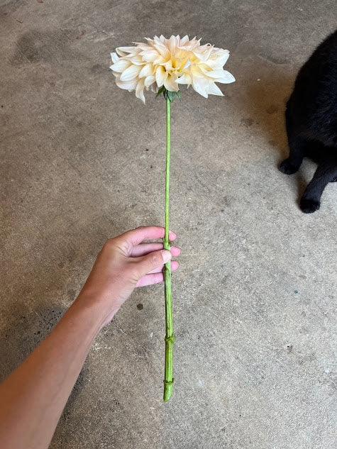 Dahlia Cafe au Lait Mini