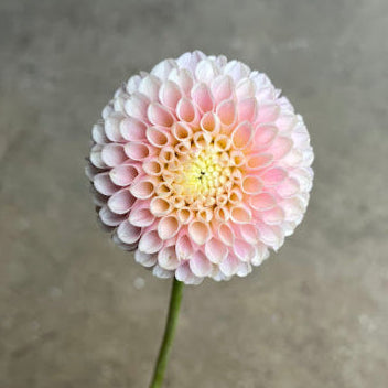 Dahlia Hollyhill Pollyanna