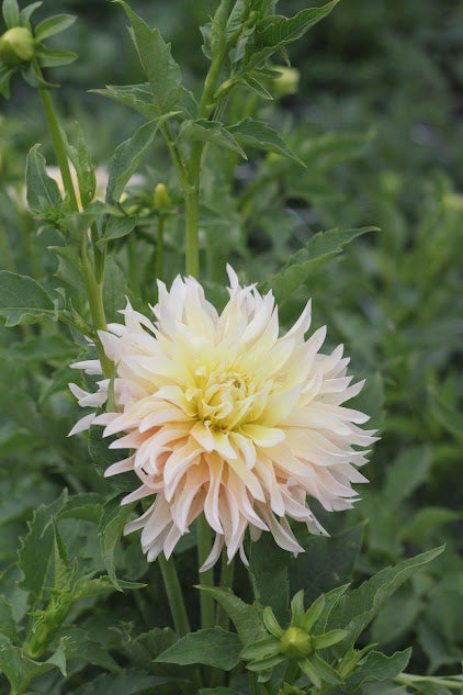 Dahlia Lakeview Blush