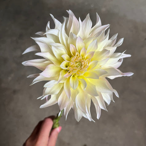 Dahlia Lakeview Blush