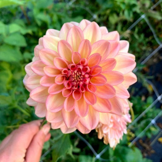 Dahlia Lark's Ebbe