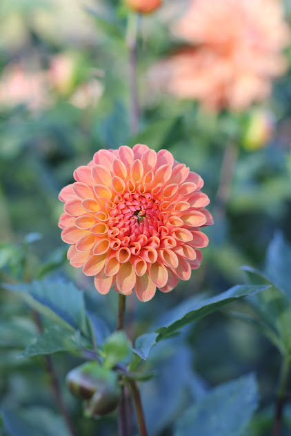 Dahlia Margie Day