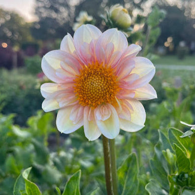 Dahlia Mayberry's Peach Blossom