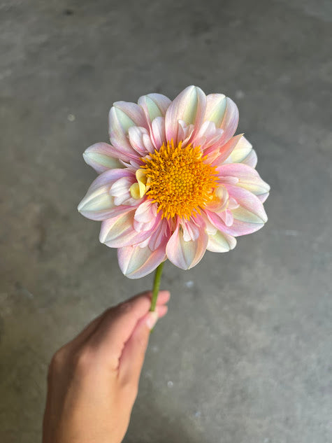 Dahlia Mayberry's Peach Blossom