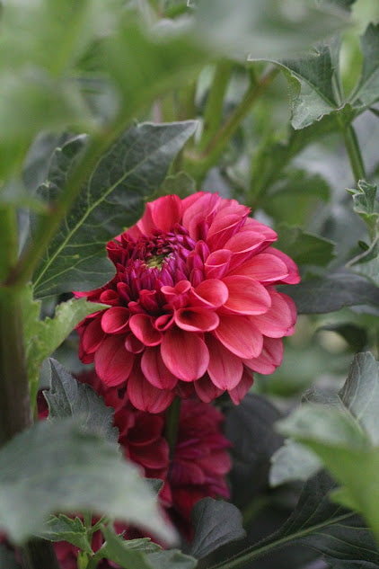 Dahlia Mission Gypsy