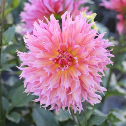 Dahlia Omega