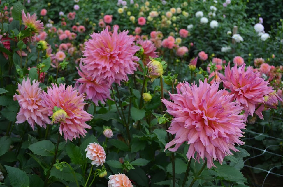 Dahlia Omega