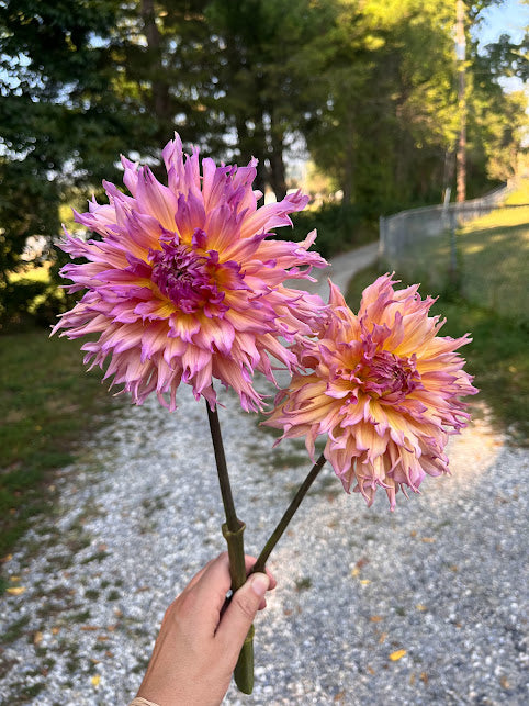 Dahlia Omega