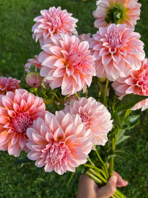 Dahlia Peaches n Cream