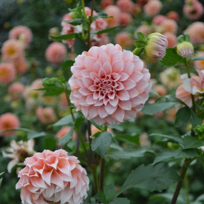 Dahlia Peaches n Cream