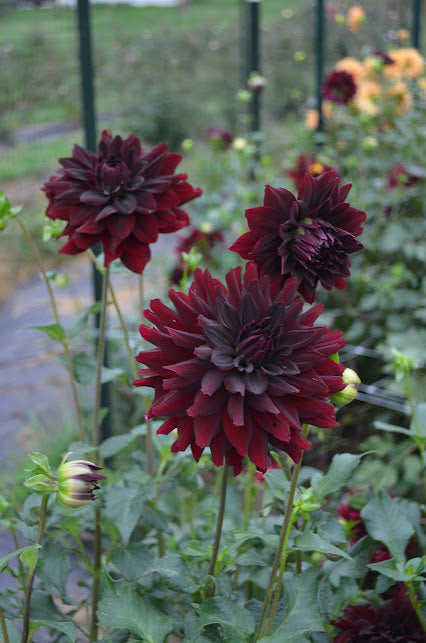 Dahlia Rip City