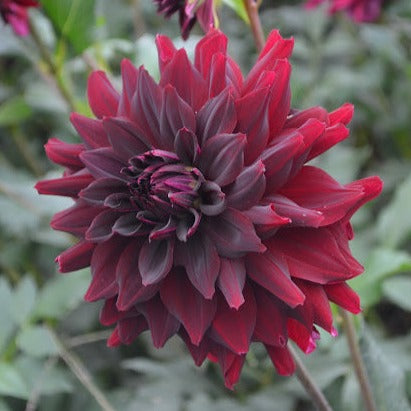 Dahlia Rip City