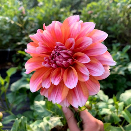 Dahlia Robann Creamsicle