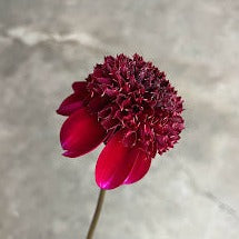 Dahlia Rockstar