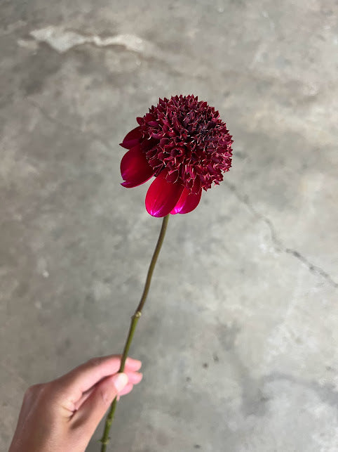 Dahlia Rockstar