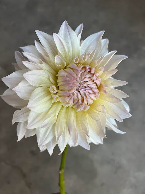 Dahlia Roque Starburst