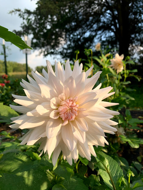 Dahlia Roque Starburst