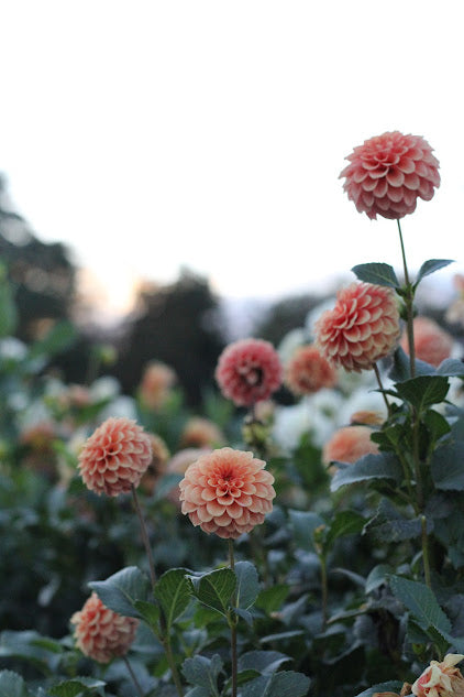 Dahlia Rose Toscano