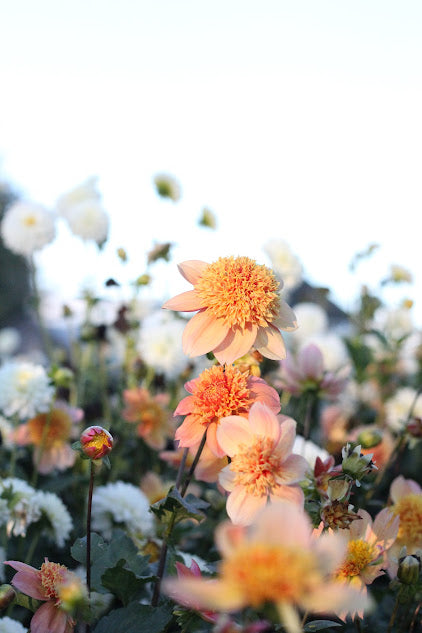 Dahlia Sandia Brocade