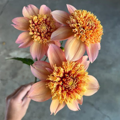 Dahlia Sandia Brocade