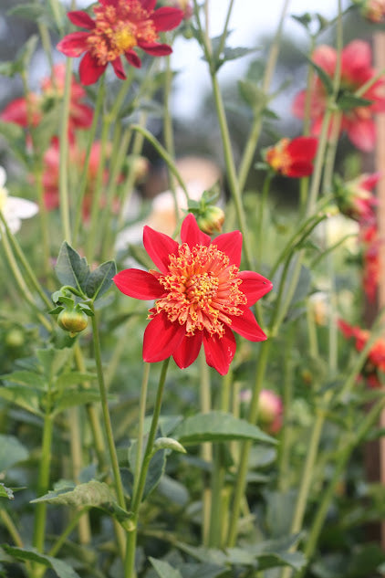 Dahlia Sandia Bill J