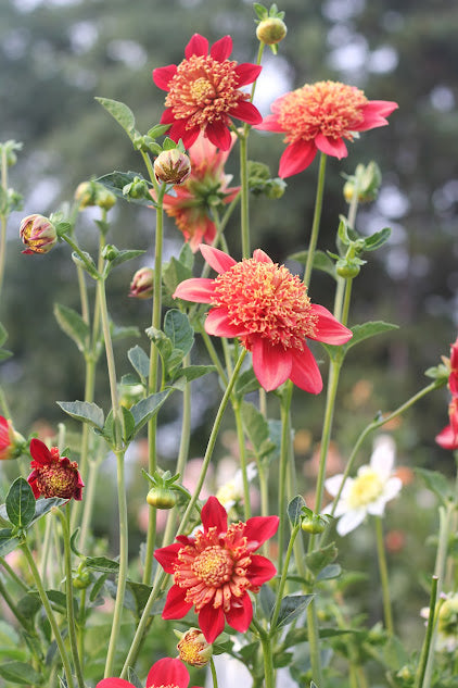Dahlia Sandia Bill J