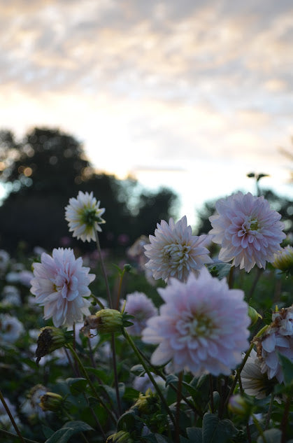 Dahlia Silver Years