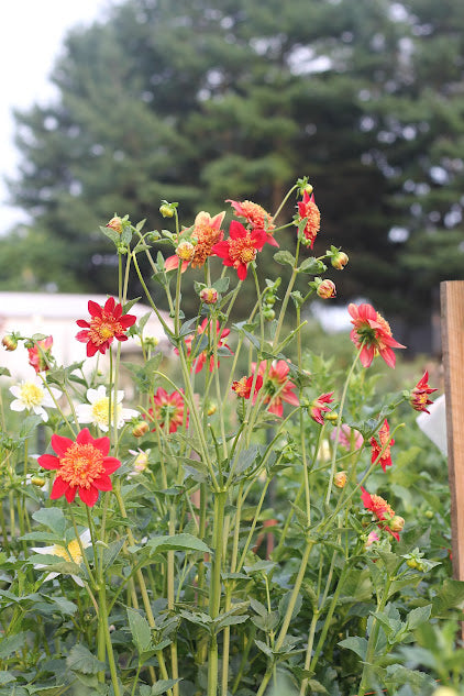 Dahlia Sandia Bill J