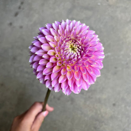 Dahlia Skipley Spot of Gold