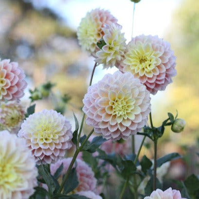 Dahlia Sugartown Sunrise