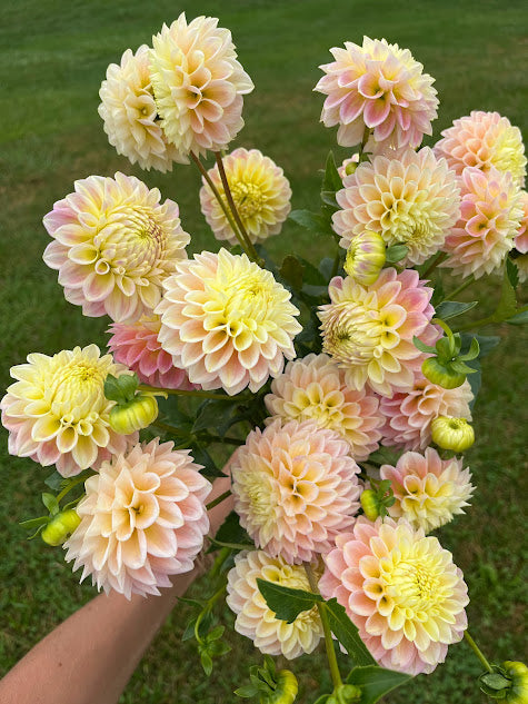 Dahlia Sugartown Sunrise