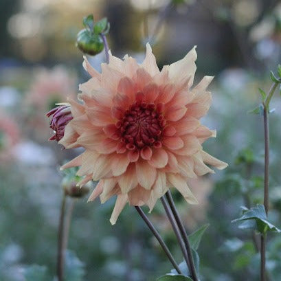 Dahlia Terracotta